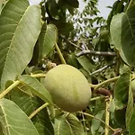 Il Noceto Отель типа 